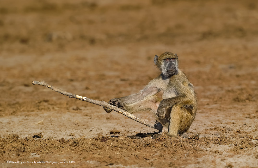 Снимки финалистов фотоконкурса Comedy Wildlife Photography Awards 2019