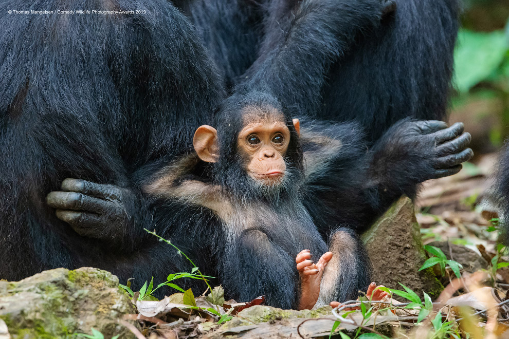 Снимки финалистов фотоконкурса Comedy Wildlife Photography Awards 2019