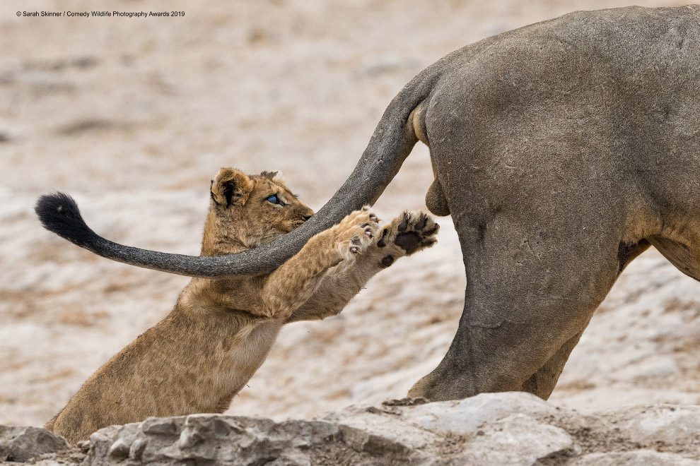 Снимки финалистов фотоконкурса Comedy Wildlife Photography Awards 2019