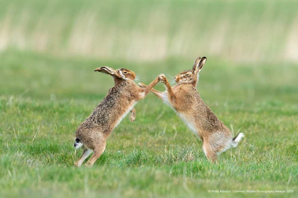 Снимки финалистов фотоконкурса Comedy Wildlife Photography Awards 2019