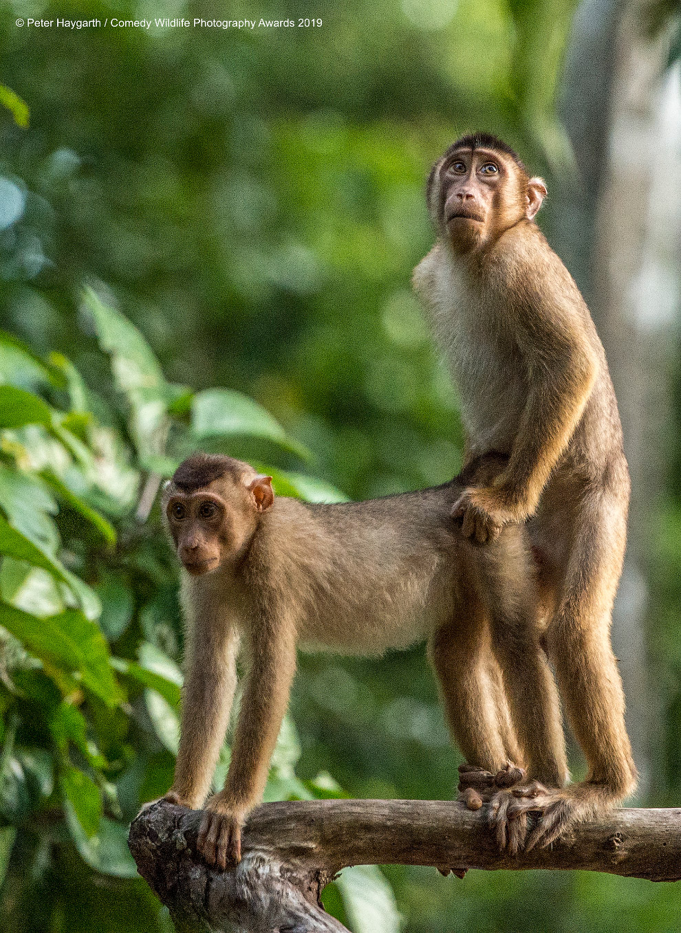 Снимки финалистов фотоконкурса Comedy Wildlife Photography Awards 2019