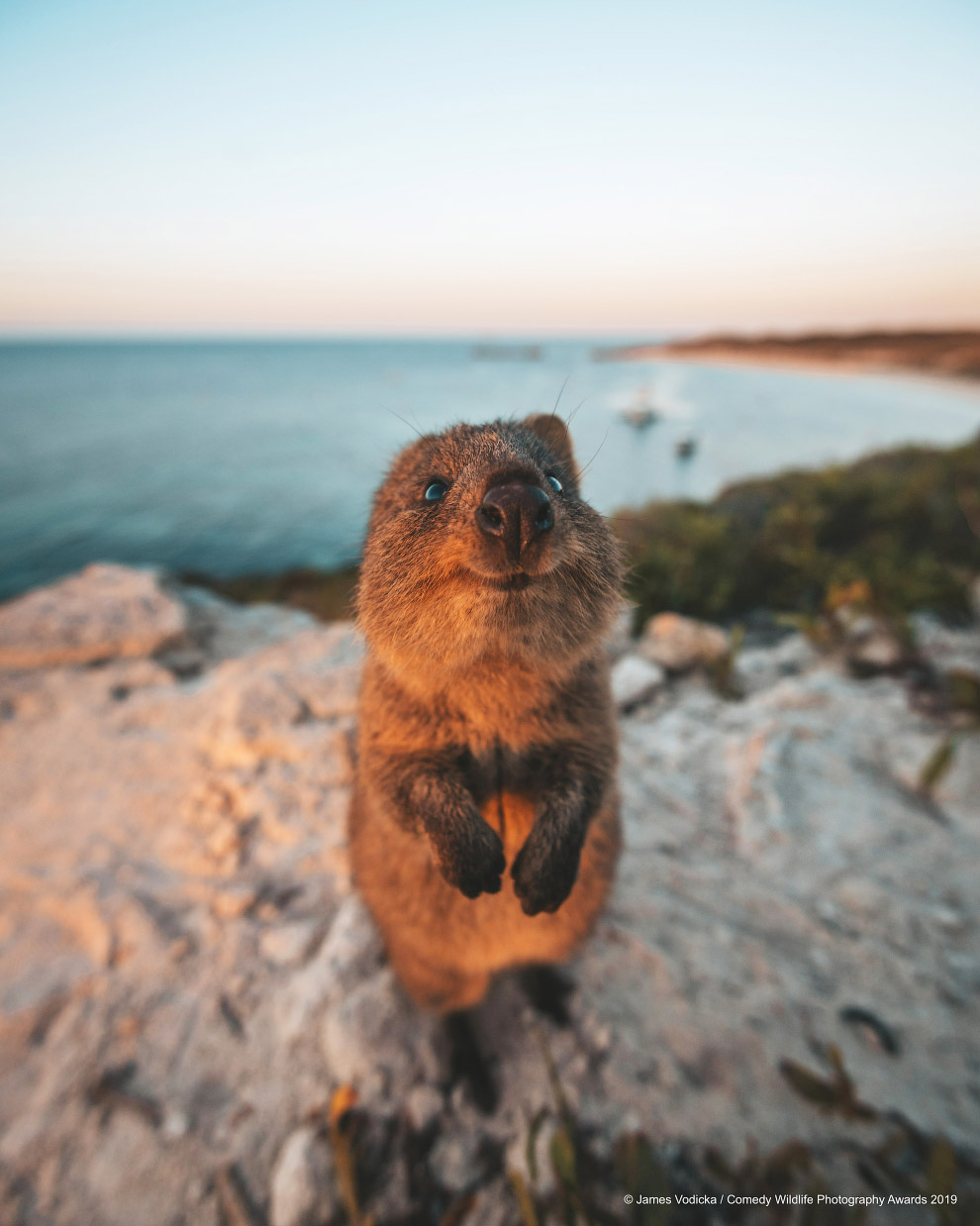 Снимки финалистов фотоконкурса Comedy Wildlife Photography Awards 2019