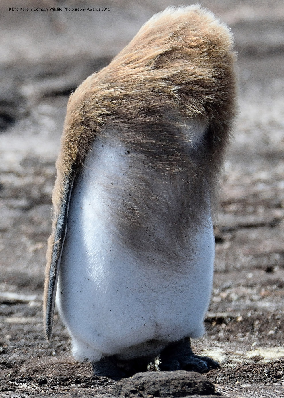 Снимки финалистов фотоконкурса Comedy Wildlife Photography Awards 2019