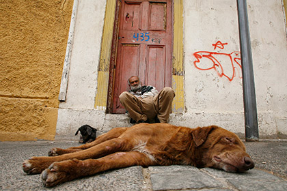 В Чили бездомных собак рекрутировали на городскую службу