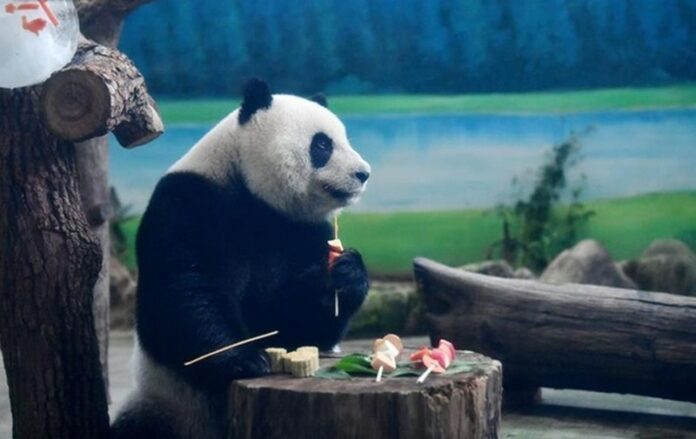 В Тайване панд накормили лунными пряниками