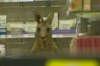 Попавший в аварию кенгуру отправился в аптеку