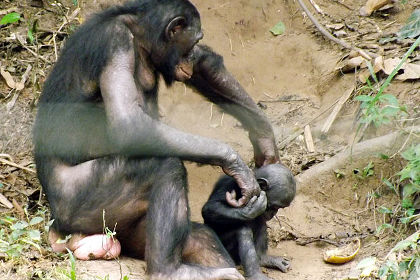 Между людьми и бонобо нашли сходство в эмоциональном развитии