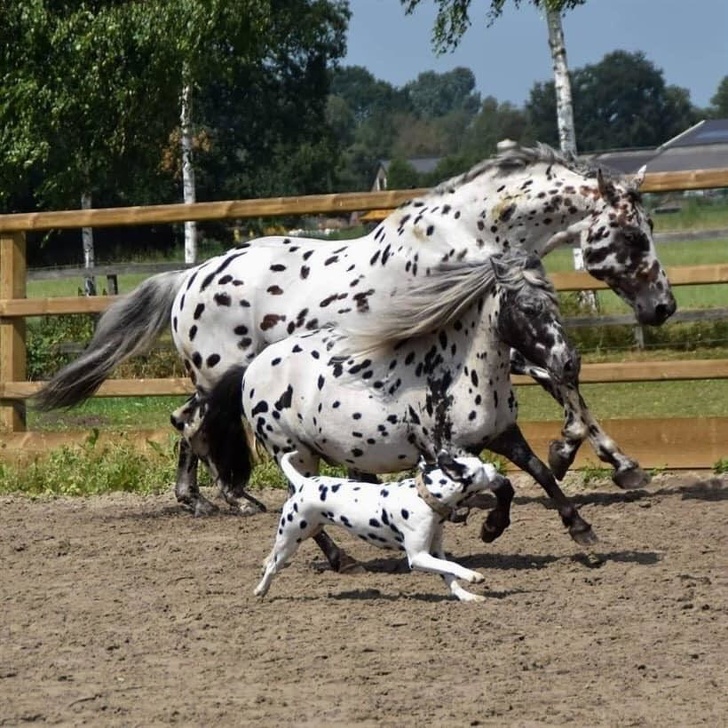 16 фотографий, на которые стоит посмотреть дважды. А то и трижды