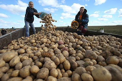В России резко подорожал картофель