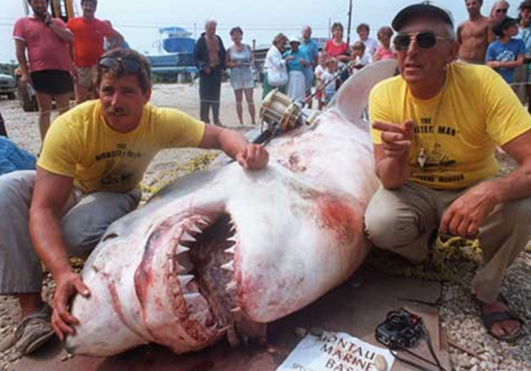 Самые крупные акулы, попавшиеся «на крючек». Фото
