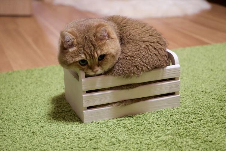 кот Хосико, кот похожий на кота в спаогах