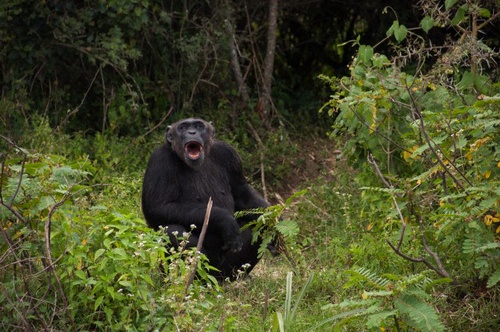 Шимпанзе кричат, чтобы быть услышанными