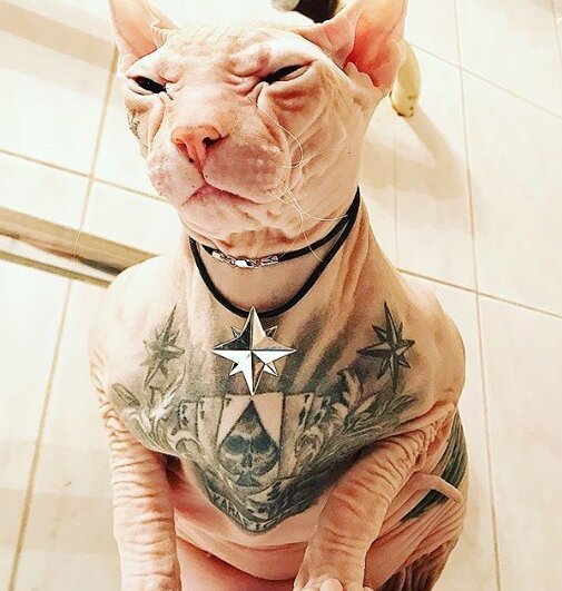 От российского блогера сбежал кот с татуировками. ФОТО