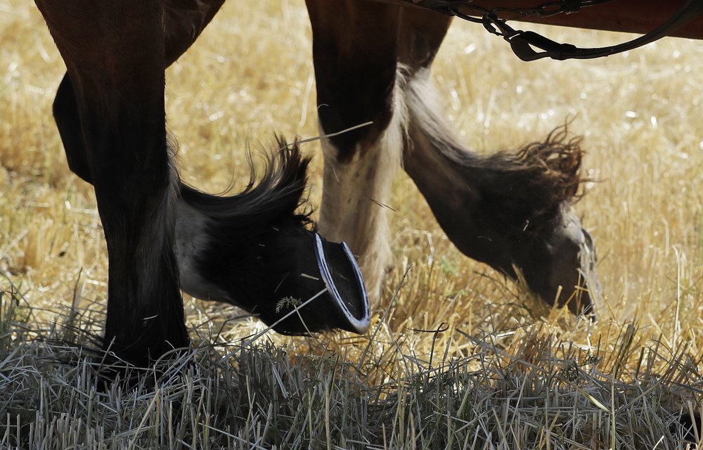 Уборка урожая с помощью упряжек лошадей и мулов в США