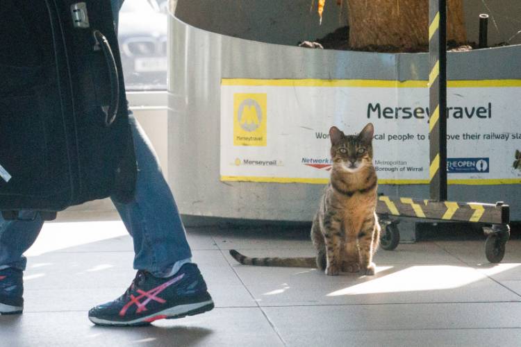 Общительный кот стал талисманом вокзала в Ливерпуле. ФОТО