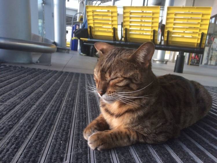 Общительный кот стал талисманом вокзала в Ливерпуле. ФОТО