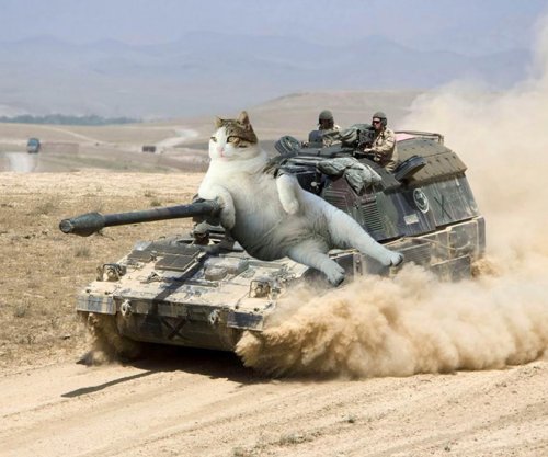 Смешные фотки котов, решивших завоевать мир. ФОТО