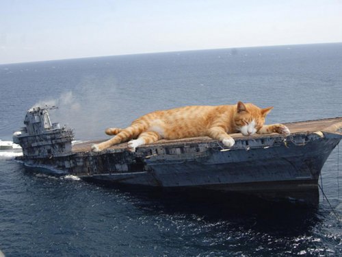Смешные фотки котов, решивших завоевать мир. ФОТО
