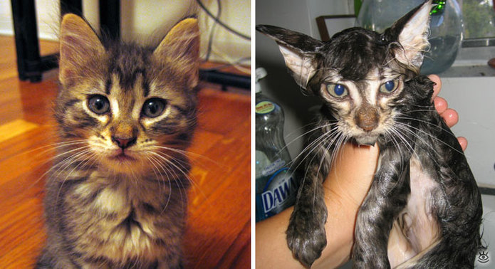 Коты до и после купания 0
