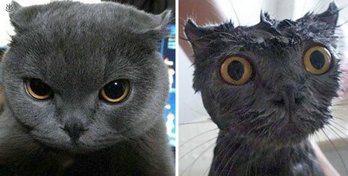 Коты до и после купания 1