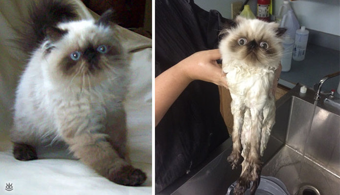Коты до и после купания 2