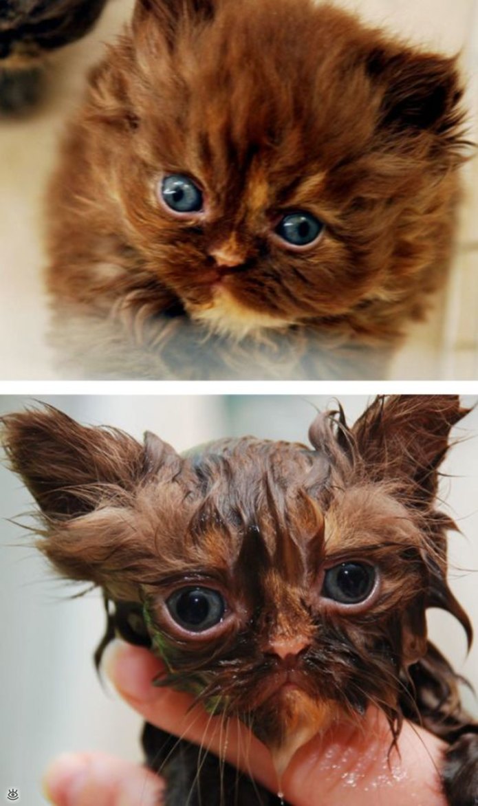 Коты до и после купания 3