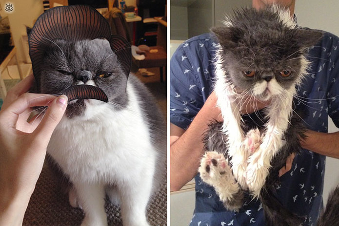 Коты до и после купания 4