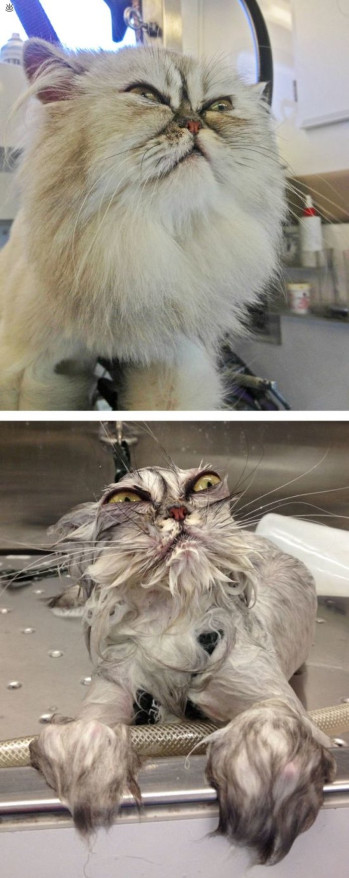 Коты до и после купания 5