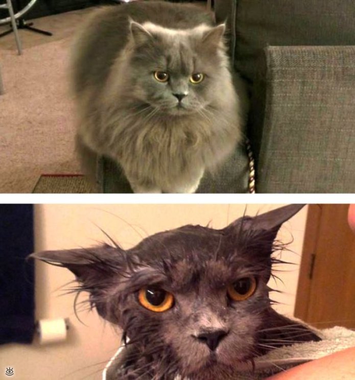 Коты до и после купания 7