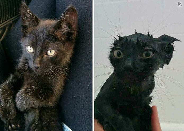 Коты до и после купания 8