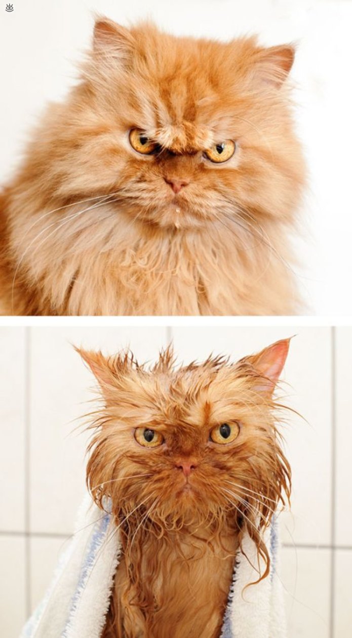Коты до и после купания 9