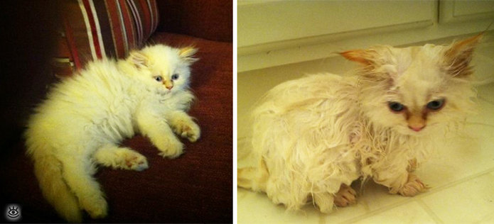 Коты до и после купания 10
