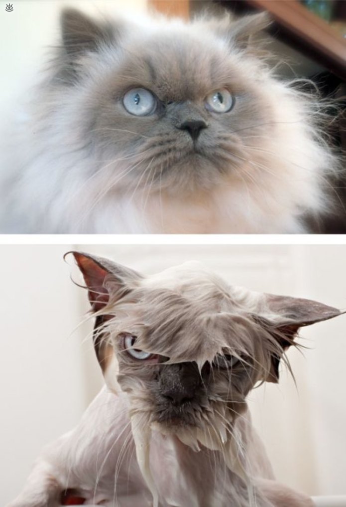 Коты до и после купания 11