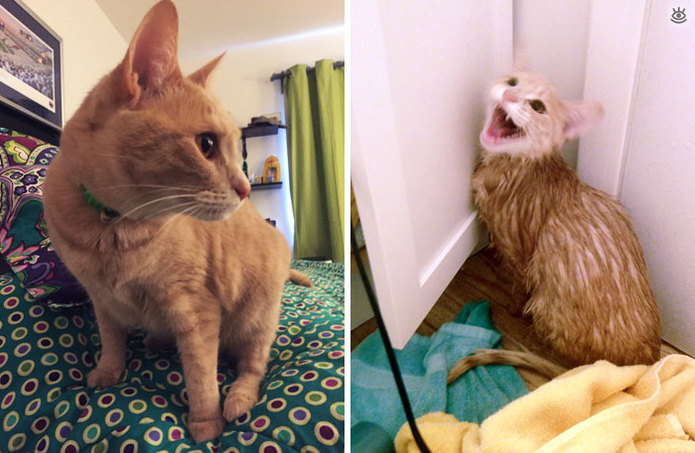 Коты до и после купания 12