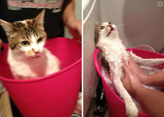 Коты до и после купания 16