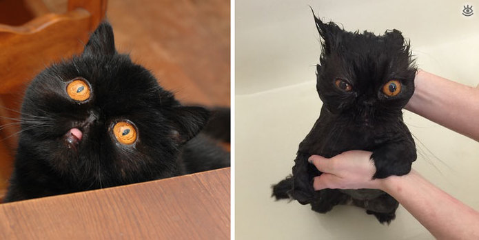 Коты до и после купания 17
