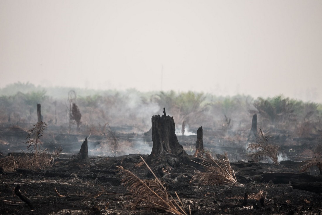 Катастрофические лесные пожары в Индонезии