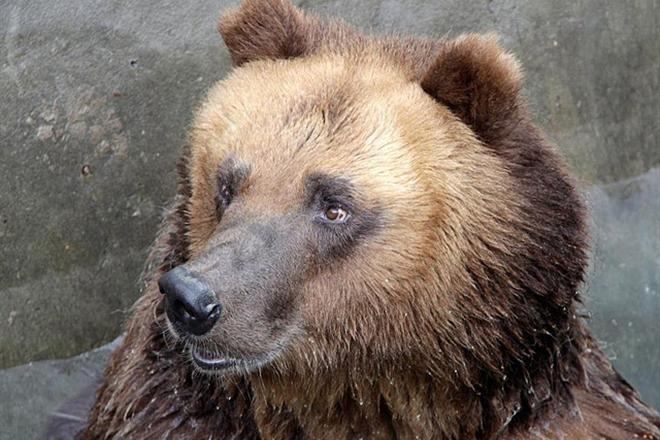 Вратарь хоккейной команды выжил в драке с медведем