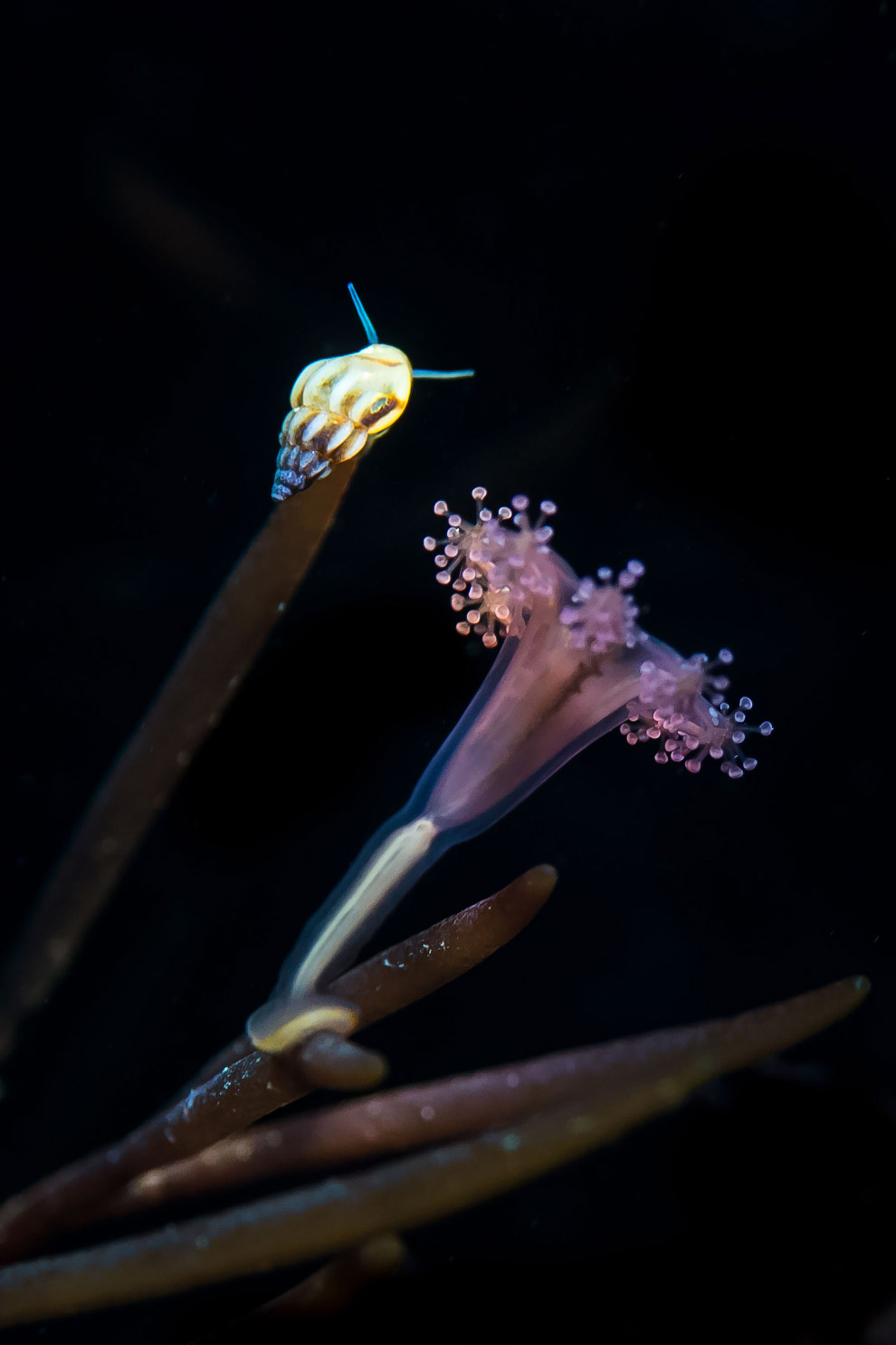 Победители конкурса дикой природы Wildlife Photographer of the Year 2019