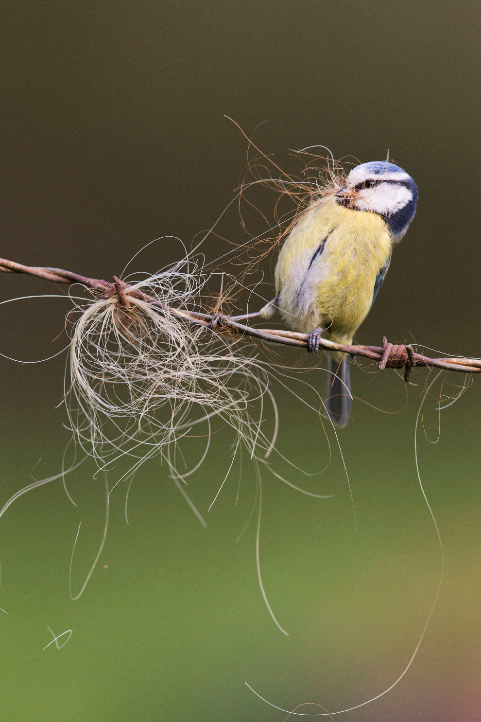 Победители конкурса дикой природы Wildlife Photographer of the Year 2019