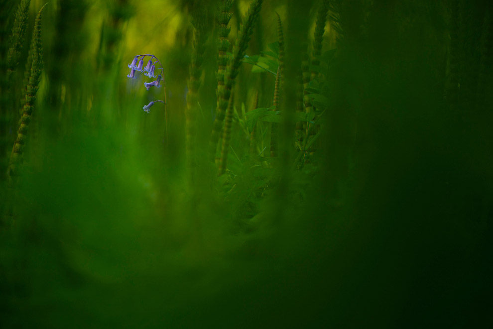 Призеры лондонского конкурса дикой природы Wildlife Photographer of the Year 2019