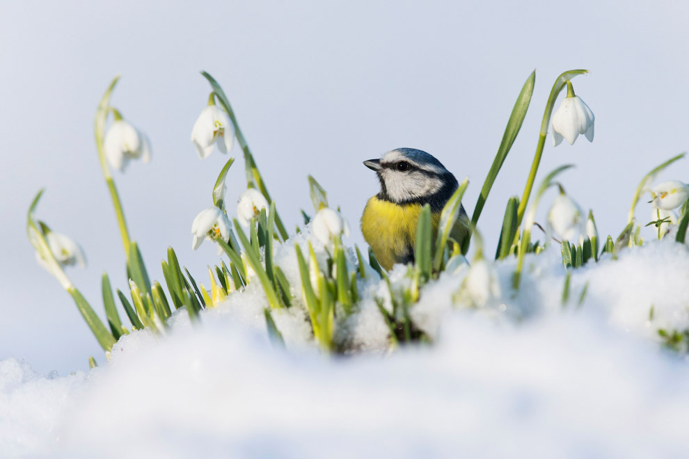 Призеры лондонского конкурса дикой природы Wildlife Photographer of the Year 2019