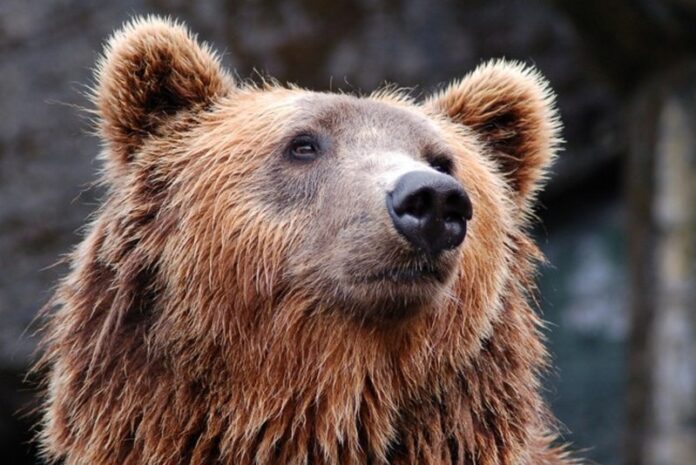 В России любопытный медведь загнал туристов на скалу