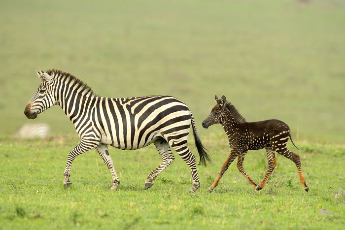 В заповеднике Кении родилась зебра с крапинками вместо полосок