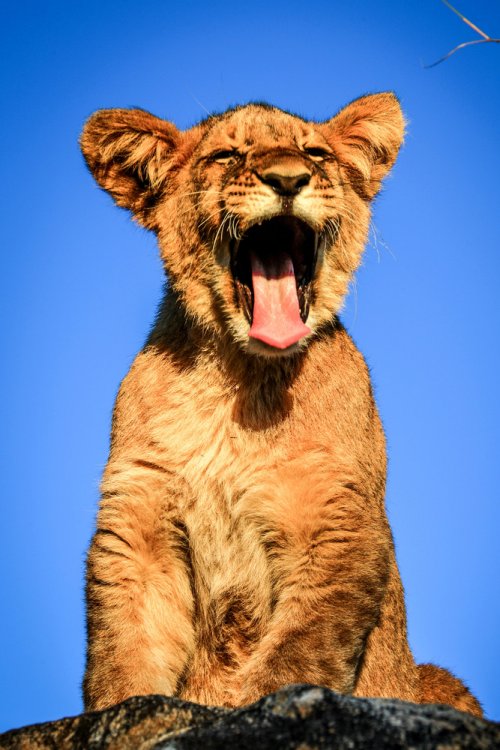Потешные фотки животных, обожающих зевать. ФОТО