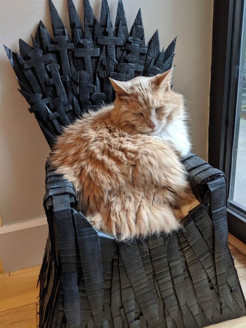 Американец сделал для своего кота «Железный трон». ФОТО