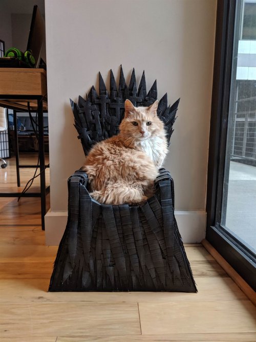 Американец сделал для своего кота «Железный трон». ФОТО