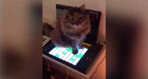 Пользователей сети покорила кошка-композитор электронной музыки. ФОТО