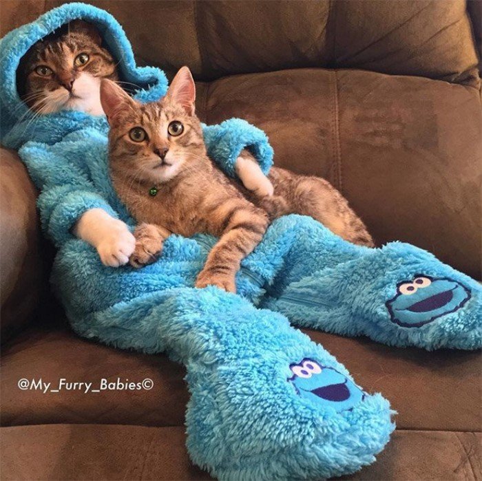 Очаровательный кот по кличке Джоуи и пижамное настроение