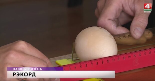 Есть рекорд: в Беларуси курица снесла самое большое в мире яйцо. ФОТО